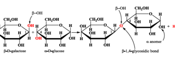 Structure of Lactose